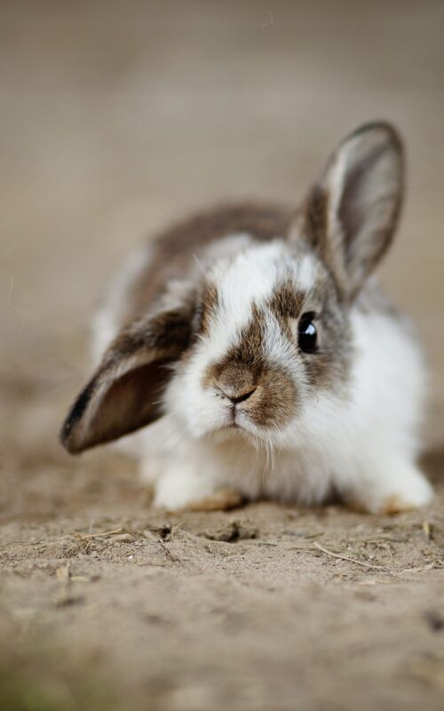 rabbit-4890861_1920